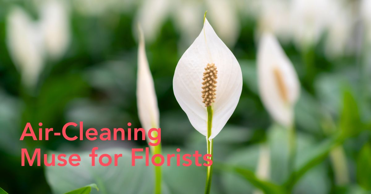 Spathiphyllum by Air So Pure