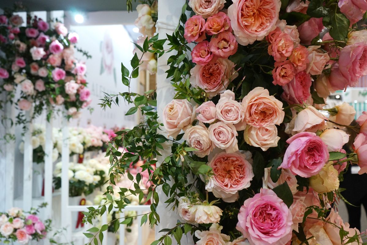 Garden roses upfront by Alexandra Farms