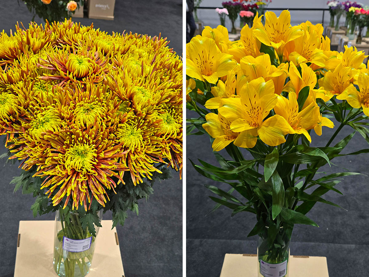 Proflora 2025 recap Outstanding Varieties Competition winners