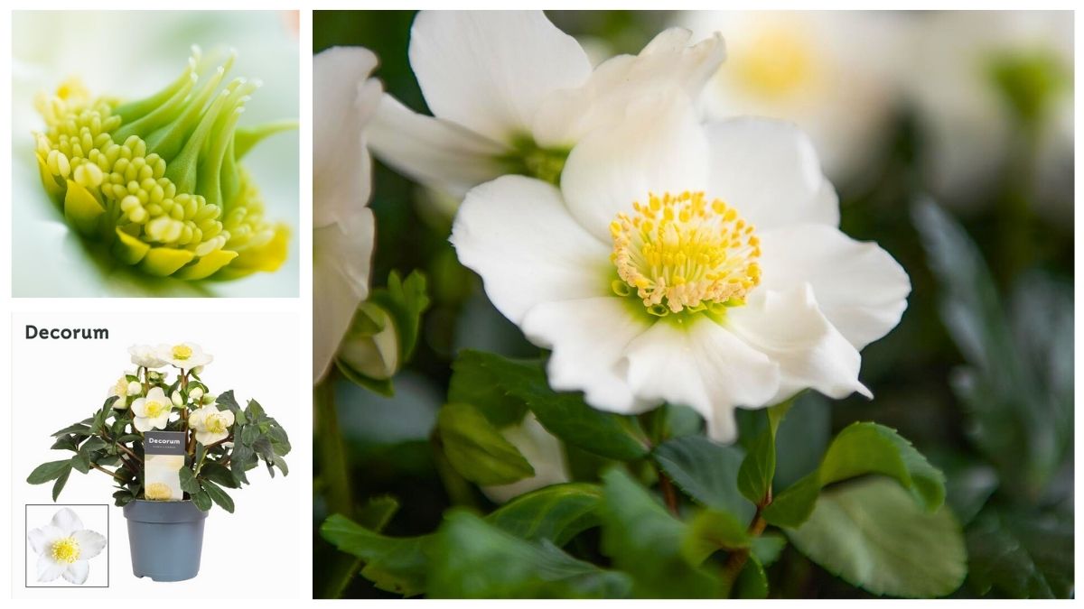 Helleborus Martin van der Velden in Decorum