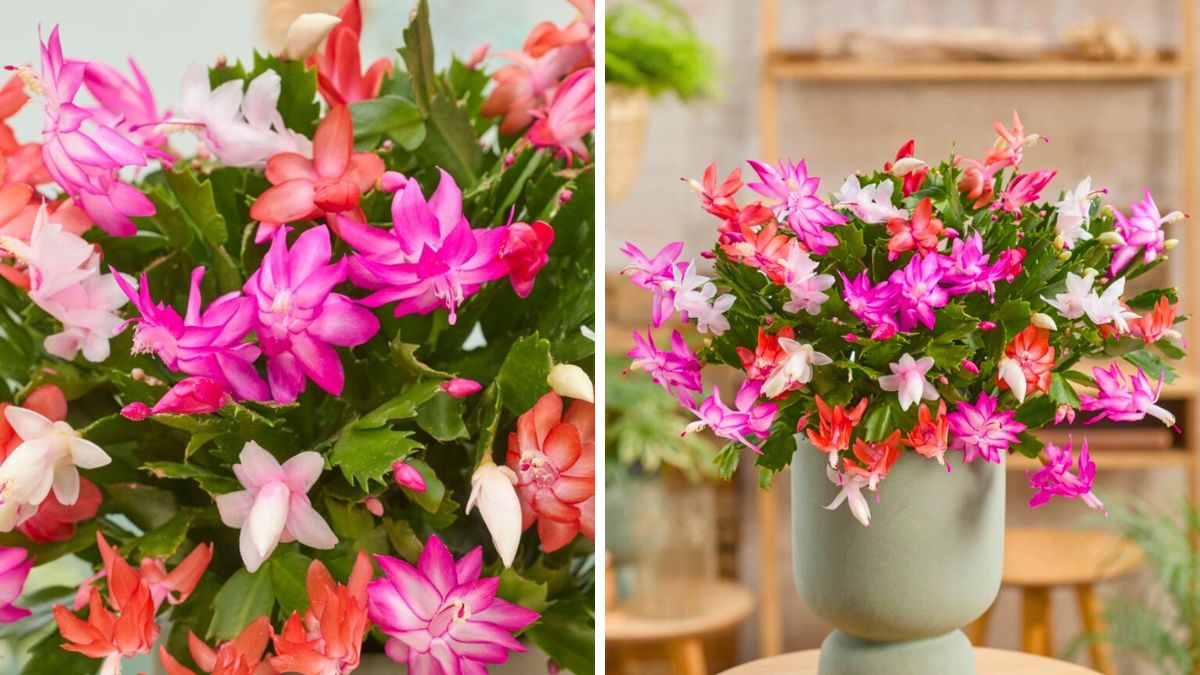 Schlumbergera quattrolore by Hofland Flowering Plants and Visions Pictures and Photography