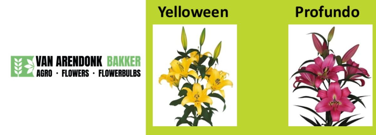 Van Arendonk Bakker Liliums