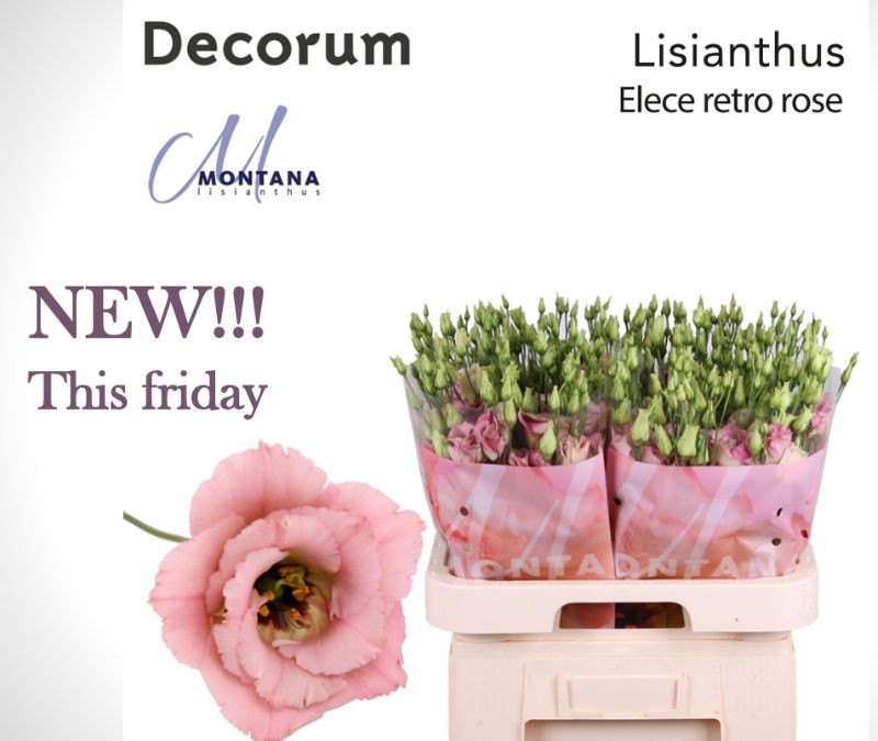 Lisianthus Elece Retro Rose by Montana Lisianthus in Decorum