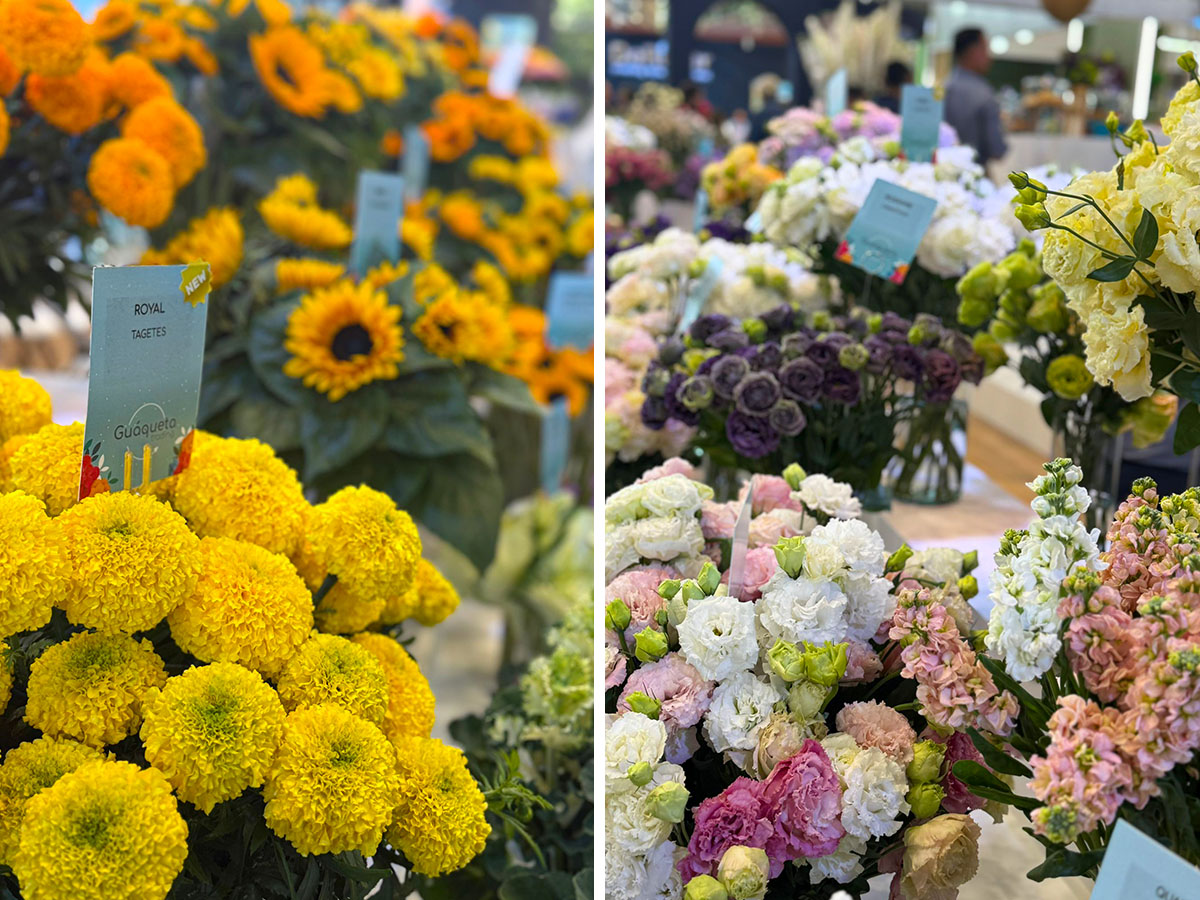Proflora 2025 recap marigold lisianthus