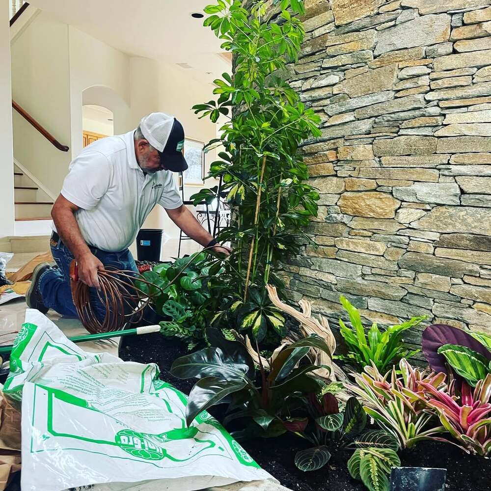Installing tropical plants in atrium
