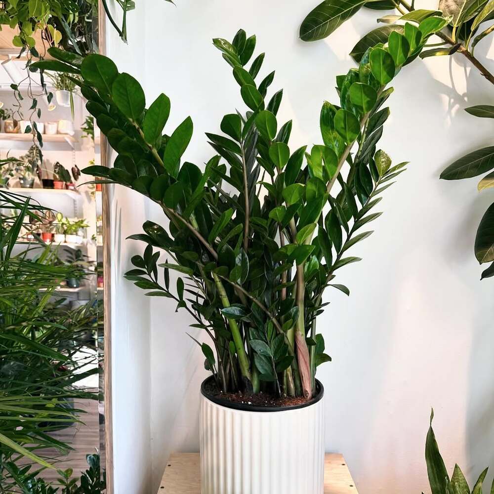 green ZZ plant indoors