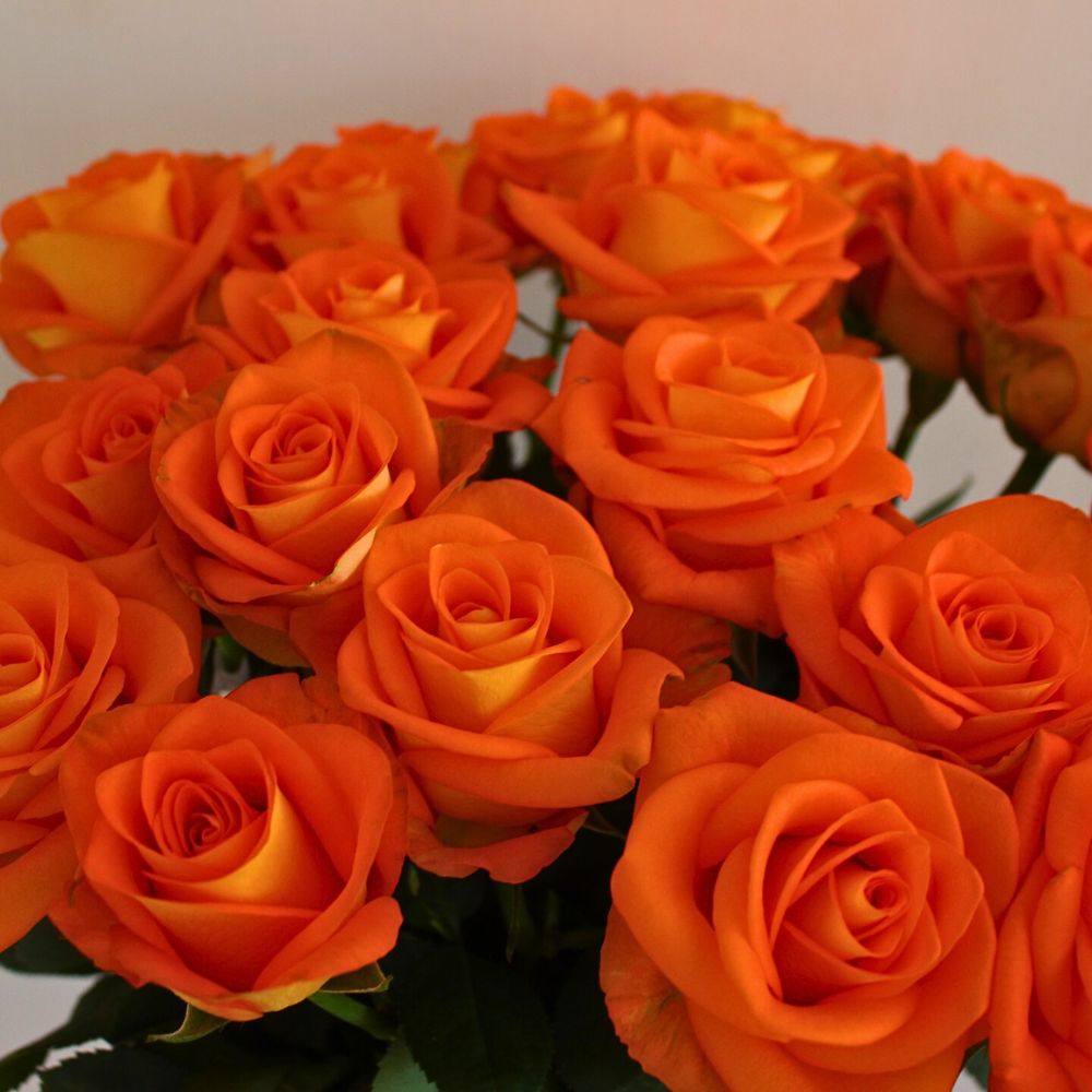 Rose Sawa The Perfect Roses to Capture the Autumn Season’s Essence in Designs
