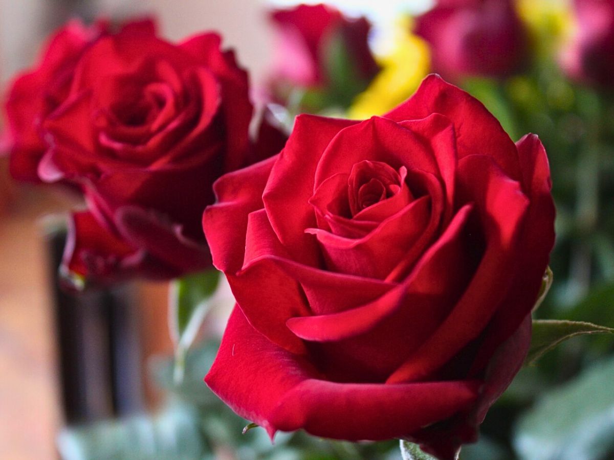 Rose Red Promise United Selections’ Perfect Roses to Capture the Spirit of the Fall Season in Autumnal Designs