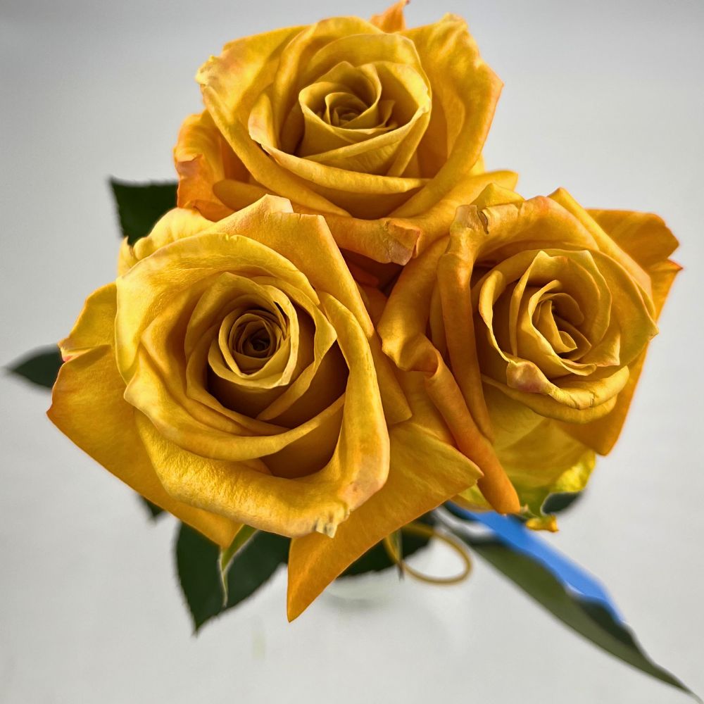 Rose Honey Pie United Selections’ Perfect Roses to Capture the Spirit of the Fall Season in Autumnal Designs