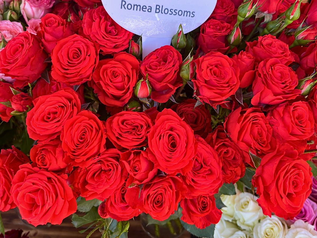 Spray Rose Romea Blossoms United Selections’ Perfect Roses to Capture the Spirit of the Fall Season in Autumnal Designs
