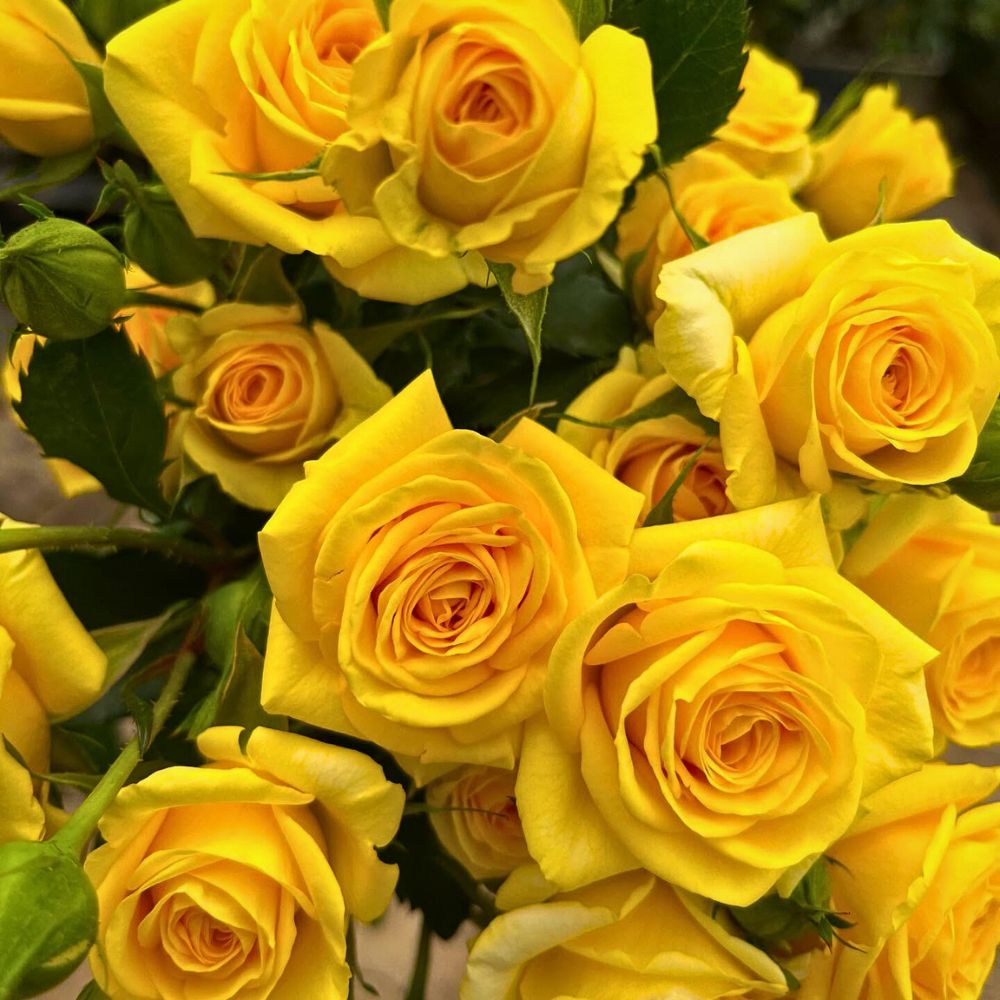 Spray Rose Golden Blossoms United Selections’ Perfect Roses to Capture the Spirit of the Fall Season in Autumnal Designs - Thursd Article