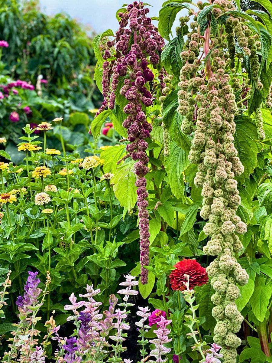 Love Lies Bleeding Plants The Love Lies Bleeding Plant Also Called Amaranthus Caudatus