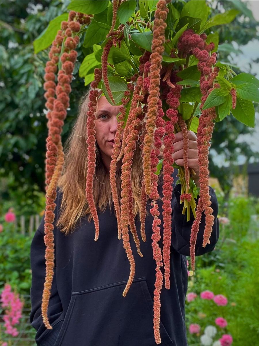 Amaranth caudatus with crimson tassels Love Lies Bleeding Plant, the Graceful Amaranth Caudatus With Crimson Tassels