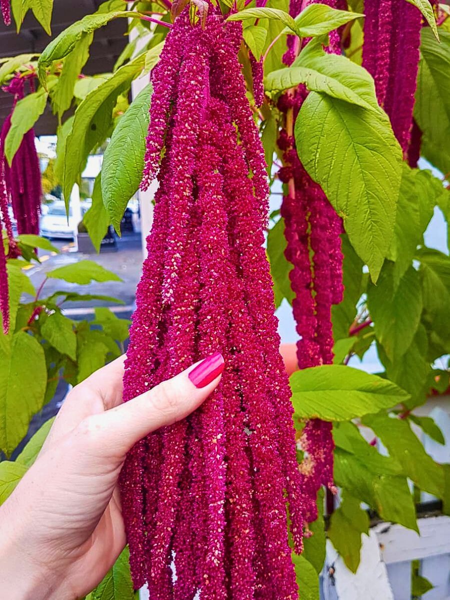 Love Lies Bleeding tassels Love Lies Bleeding Plant, the Graceful Amaranth Caudatus With Crimson Tassels