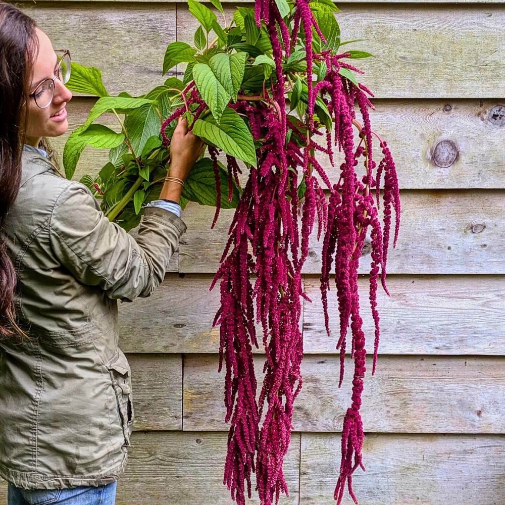 Love lies bleeding tassels Love Lies Bleeding, the Graceful Amaranth With a Cascade of Crimson Tassels