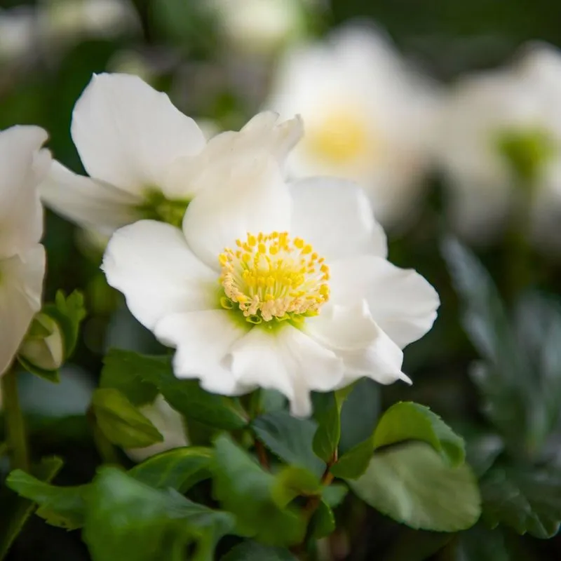 Helleborus from Kwekerij F.a Martin van der Velden by Decorum Plants and Flowers
