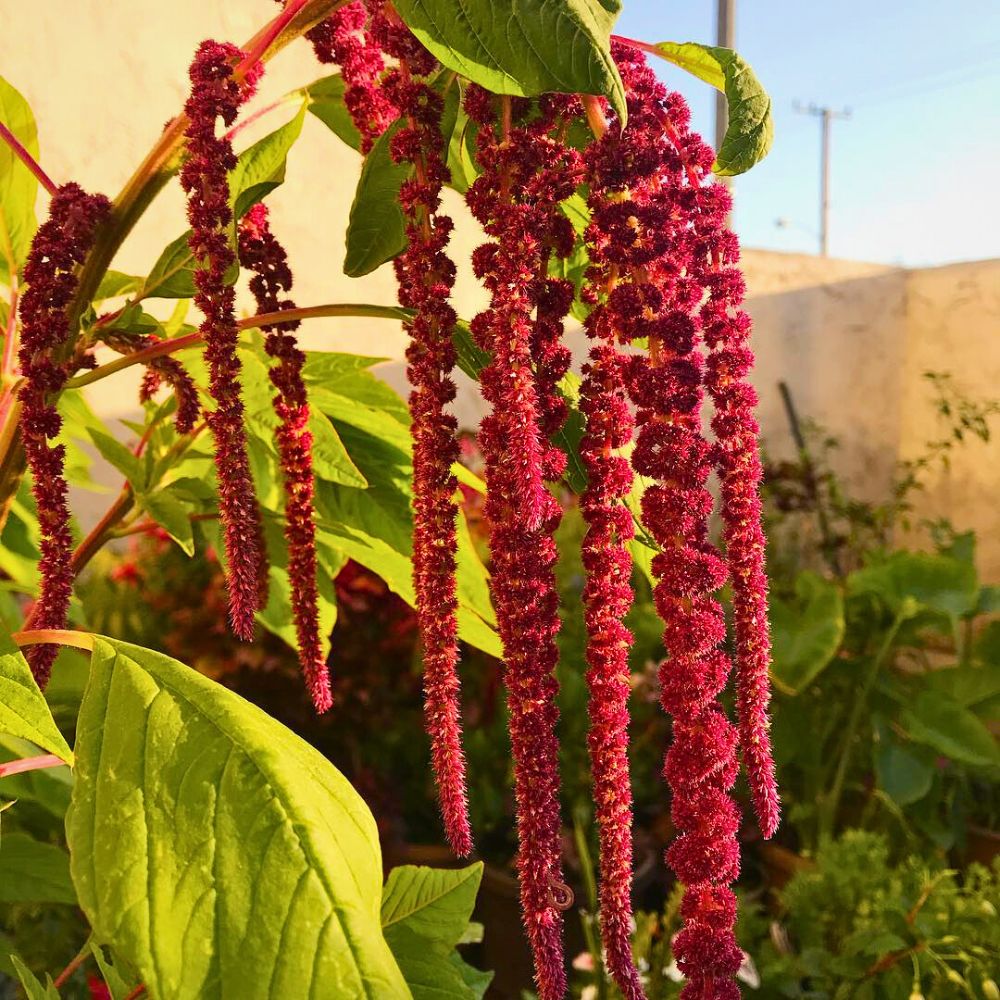 Love lies bleeding plant The Love Lies Bleeding Plant Also Called Amaranthus Caudatus