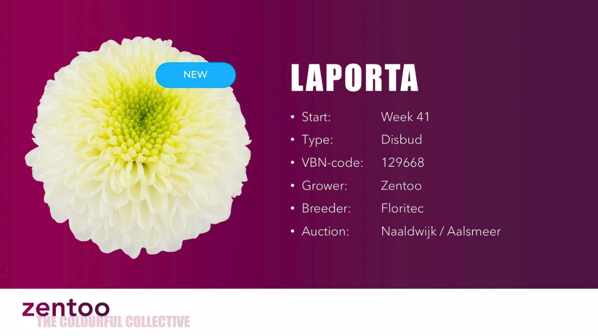 Chrysanthemum Laporta from Zentoo