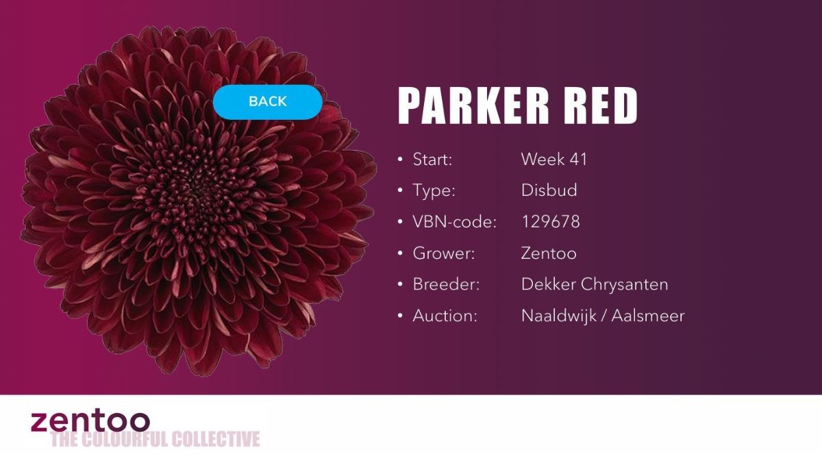 Chrysanthemum Parker Red from Zentoo