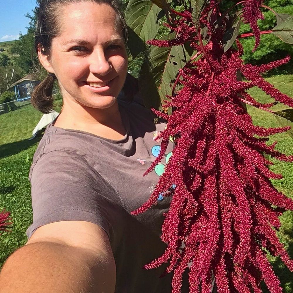 Amaranthus caudatus floral tassels The Love Lies Bleeding Plant Also Called Amaranthus Caudatus