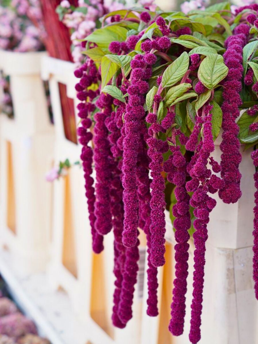 Amaranthus caudatus tassels The Love Lies Bleeding Plant Also Called Amaranthus Caudatus