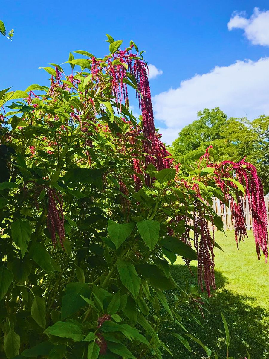 Love lies bleeding plants The Love Lies Bleeding Plant Also Called Amaranthus Caudatus