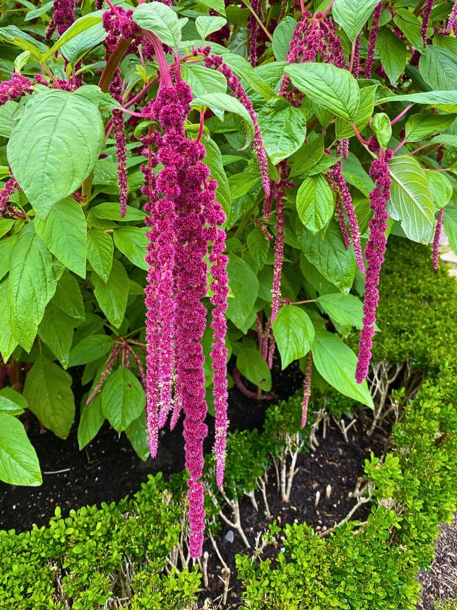 Crimson tassels of Amaranthus caudatus Love Lies Bleeding, the Graceful Amaranth With a Cascade of Crimson Tassels