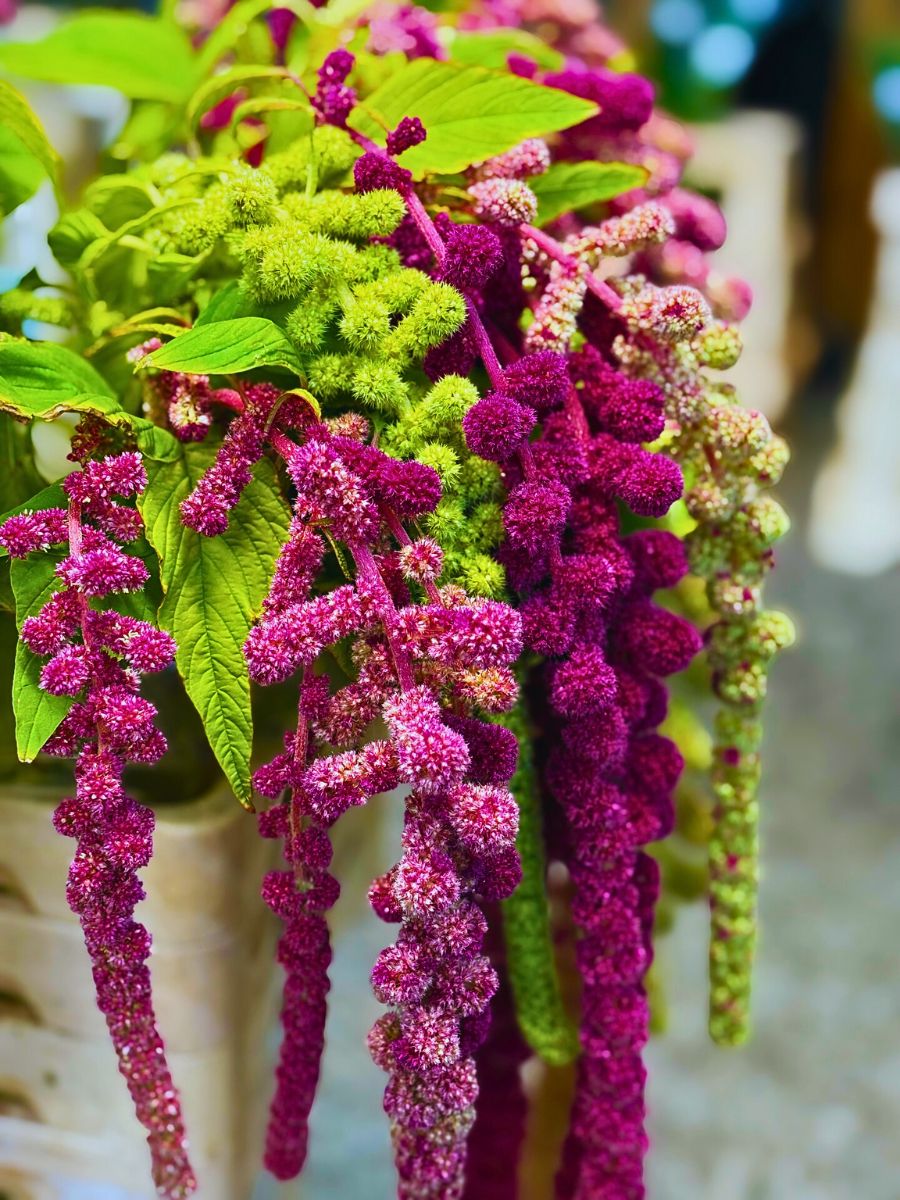 Amaranthus plants Love Lies Bleeding, the Graceful Amaranth With a Cascade of Crimson Tassels