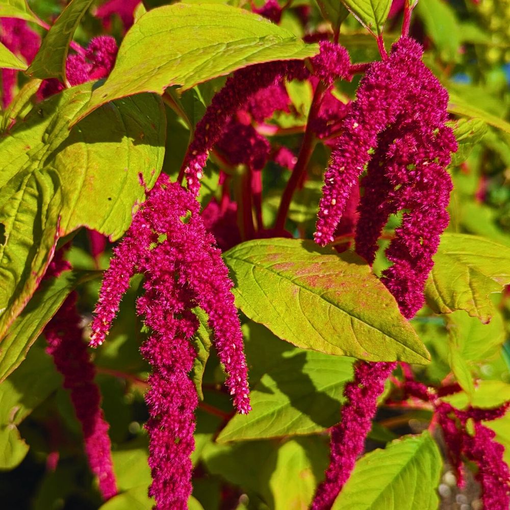 Amaranthus caudatus The Love Lies Bleeding Plant Also Called Amaranthus Caudatus