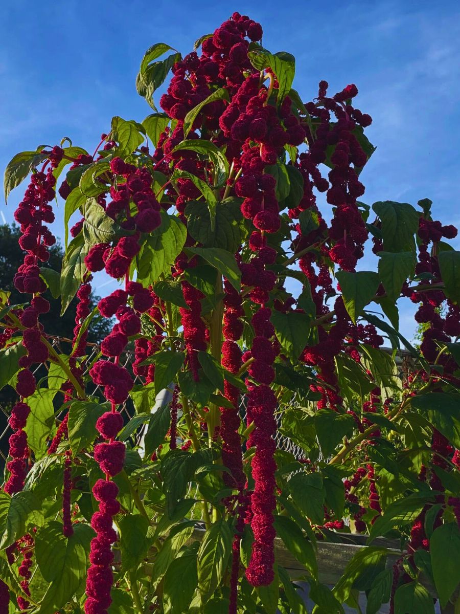 Amaranthus caudatus plants The Love Lies Bleeding Plant Also Called Amaranthus Caudatus