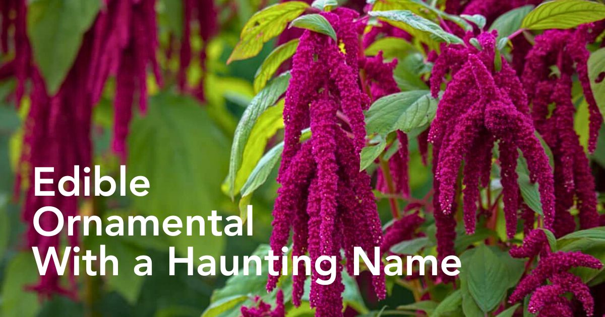 The Love Lies Bleeding Plant Also Called Amaranthus Caudatus