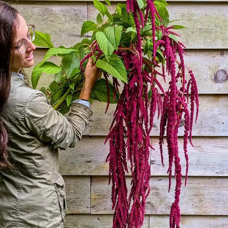 The Love Lies Bleeding Plant Also Called Amaranthus Caudatus