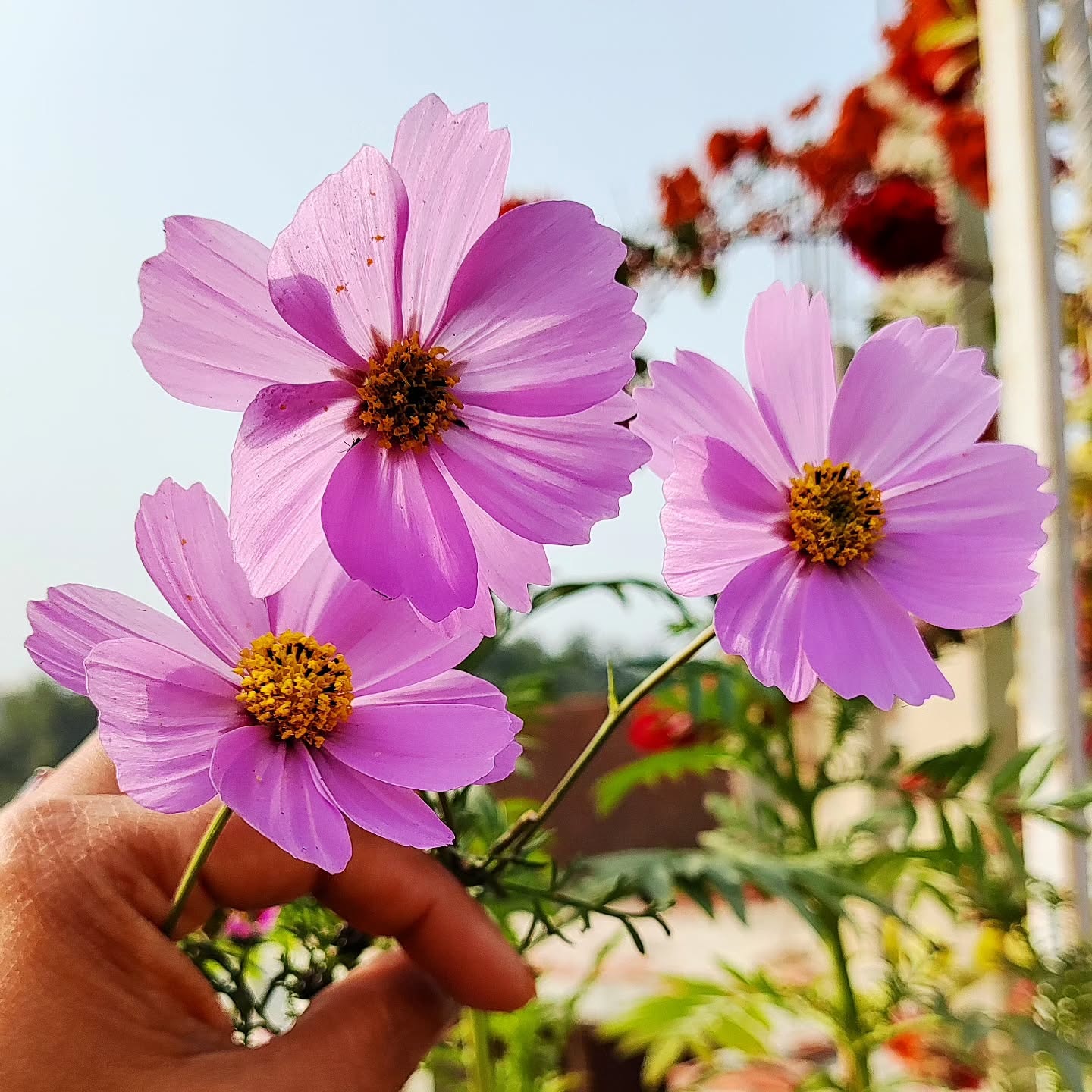 October birth flower - October is represented by two birth flowers - Marigold and Cosmos October birth flower - October is represented by two birth flowers - Marigold and Cosmos
