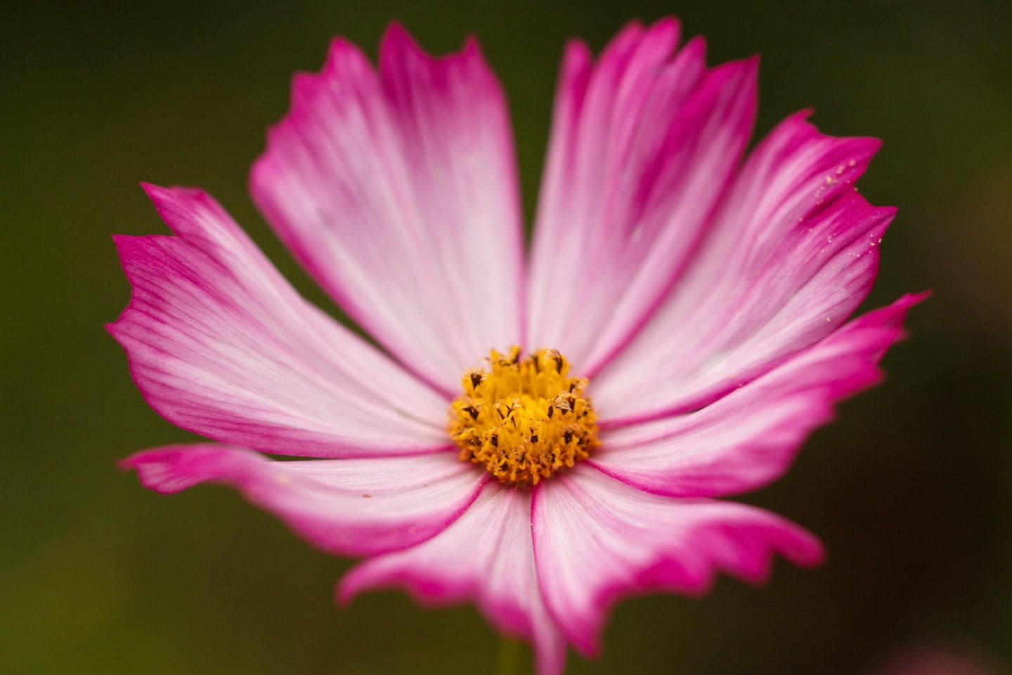 Cosmos - one of the October birth flower Cosmos - one of the October birth flower
