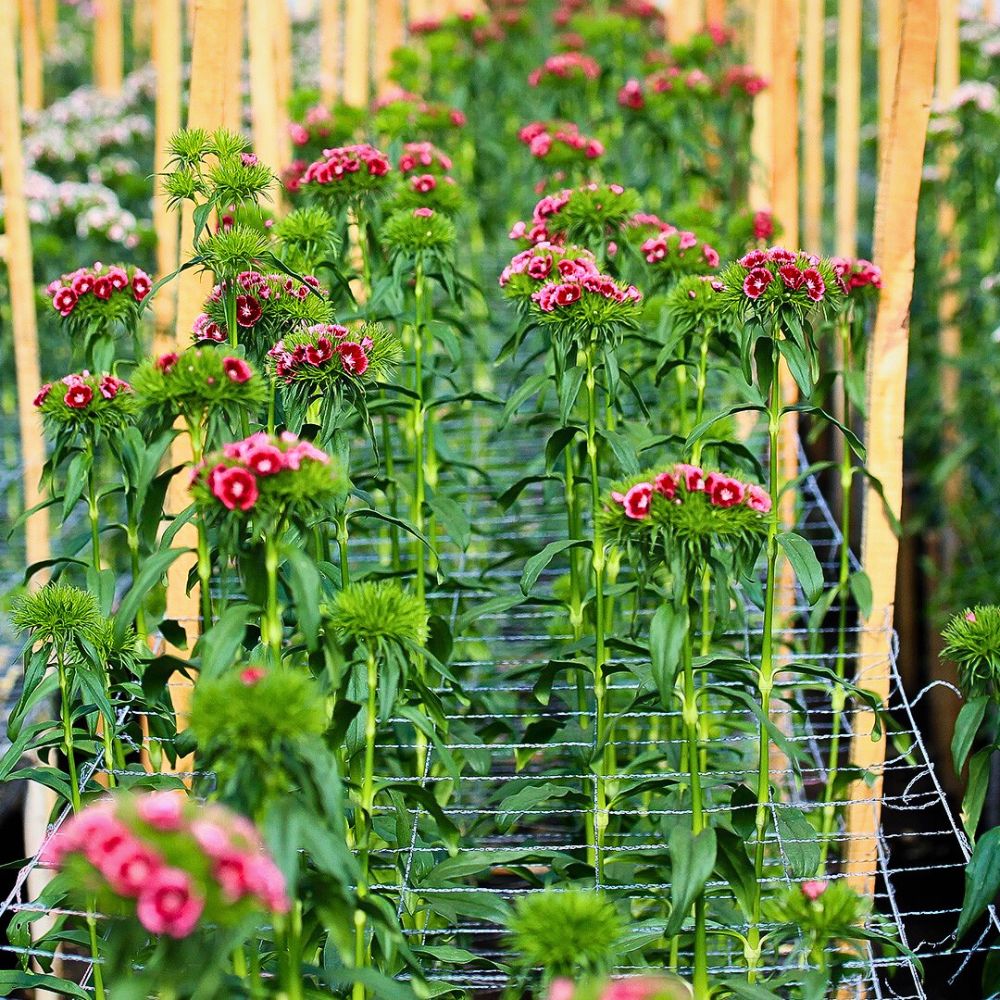 Dianthus Greenhouse Sustainability and Florverde Sustainable Flowers’ Tool for Measuring Environmental Footprints in Line With the EU Green Deal