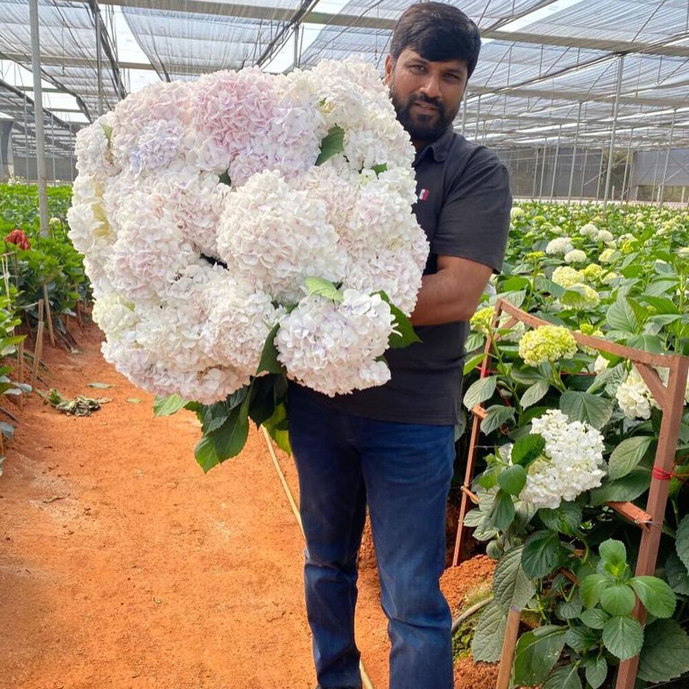 Srikant Bollapally with white hydrangeas