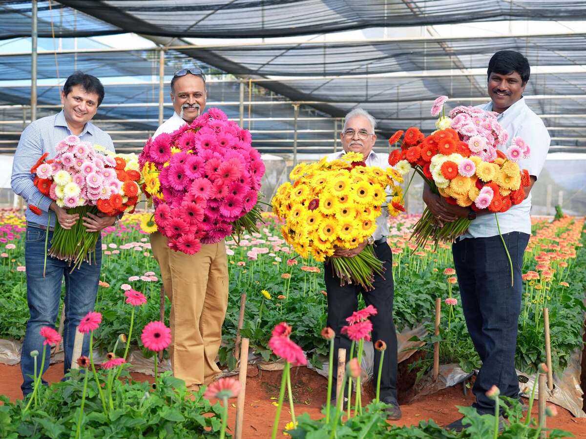 Srikanth's farm-grown Gerberas standing with him Kishore Rajhans - Director KF Bioplants and Ashish Phadke - Marketing Manager KF Bioplants