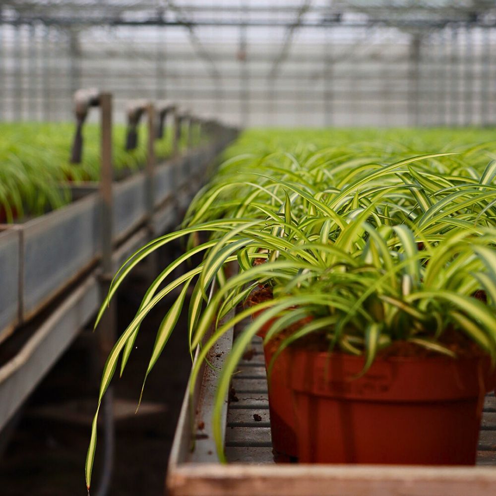 Pot plants Greenhouse Sustainability and Florverde Sustainable Flowers’ Tool for Measuring Environmental Footprints in Line With the EU Green Deal