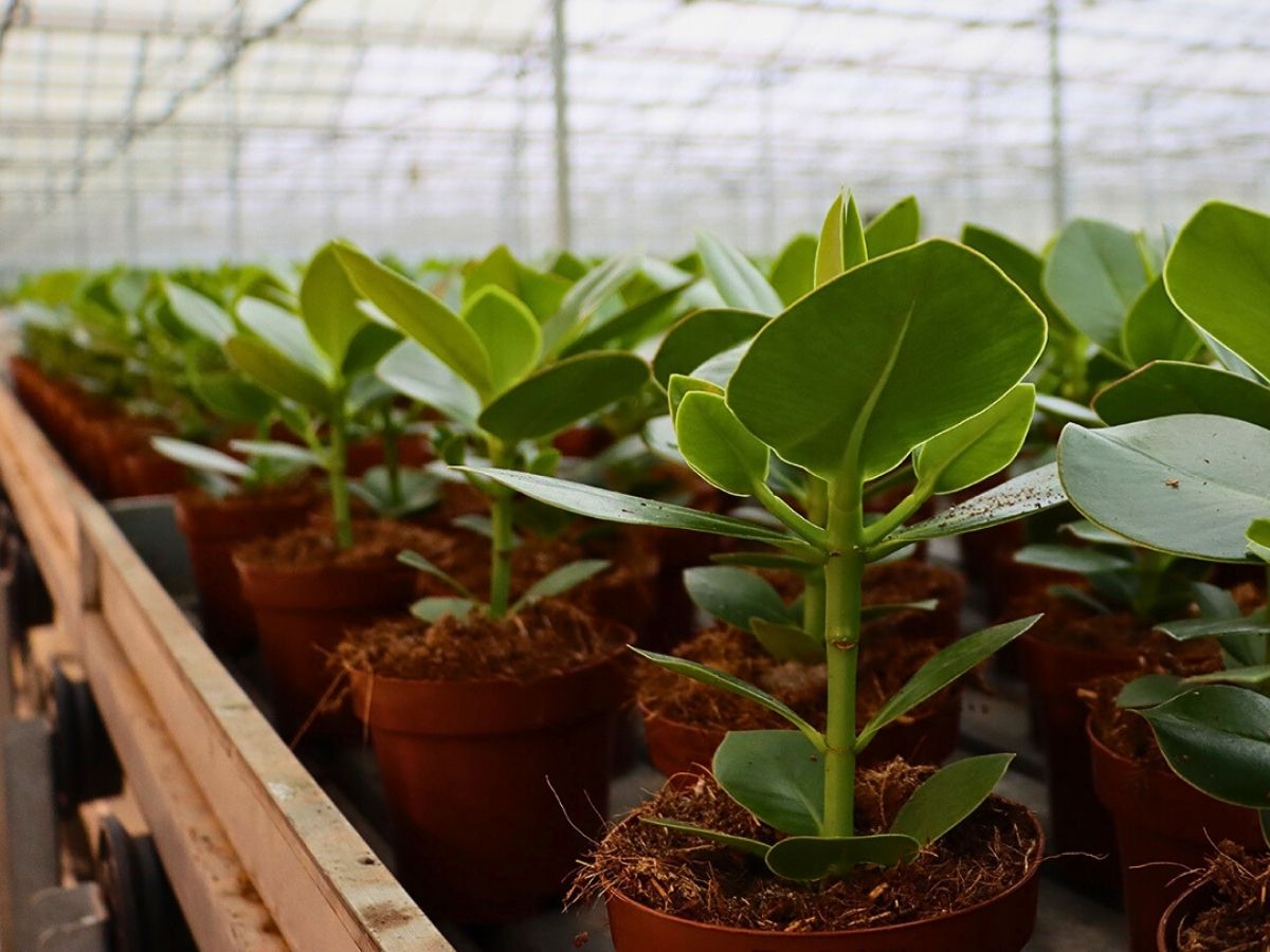 Greenhouse plant cultivation Greenhouse Sustainability and Florverde Sustainable Flowers’ Tool for Measuring Environmental Footprints in Line With the EU Green Deal