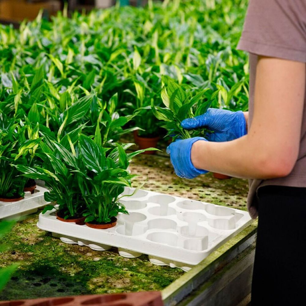 Young plants Greenhouse Sustainability and Florverde Sustainable Flowers’ Tool for Measuring Environmental Footprints in Line With the EU Green Deal