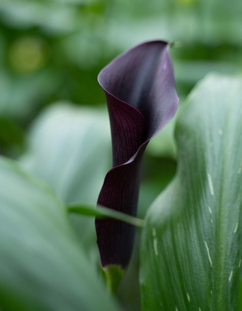 Calla from Future Flowers and Decorum Calla from Future Flowers and Decorum