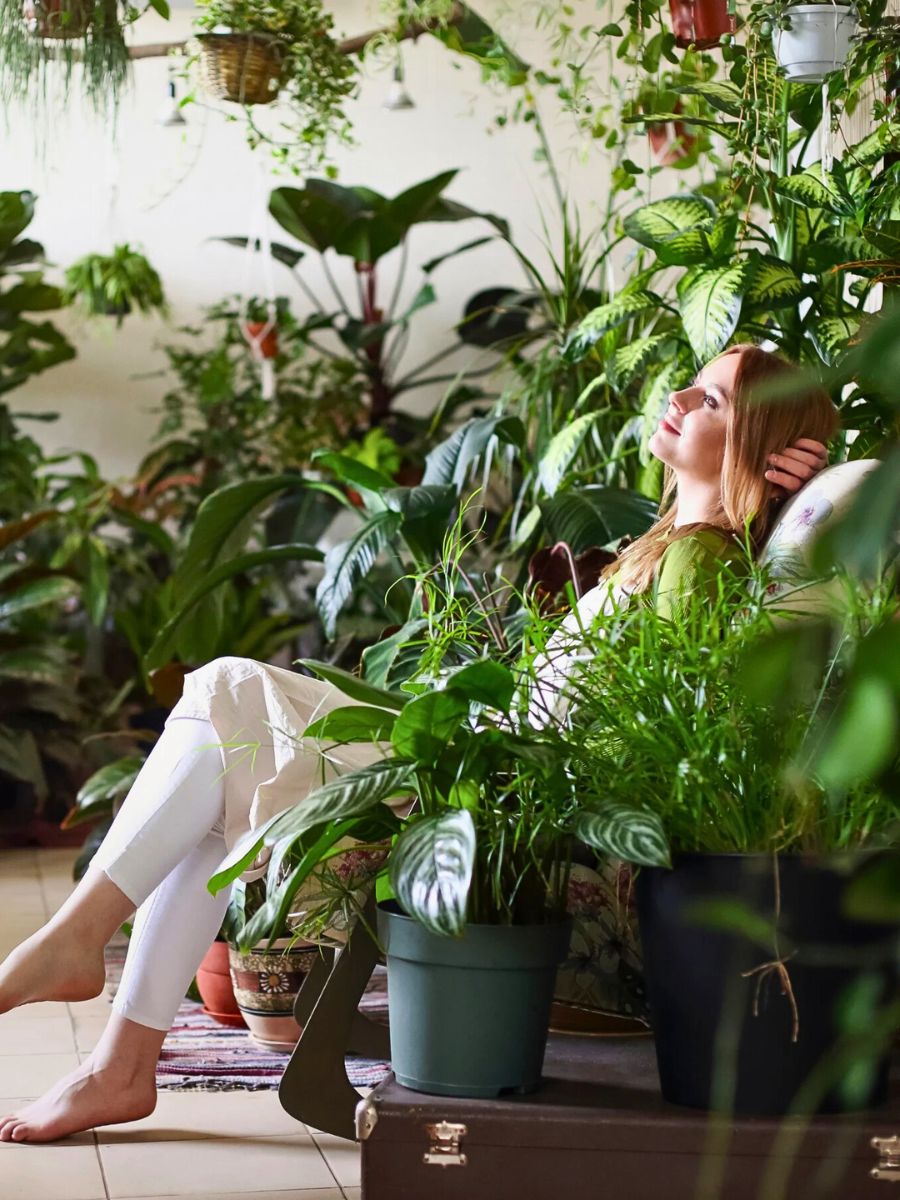 Indoor plants The Many Positive Aspects of Plants and Flowers Mean We Should Pay More Attention to Them.