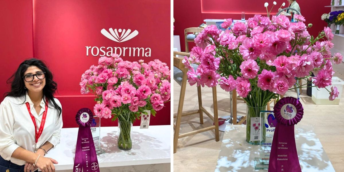 Natura Moderna Dolce pink Natura Moderna Dolce pink