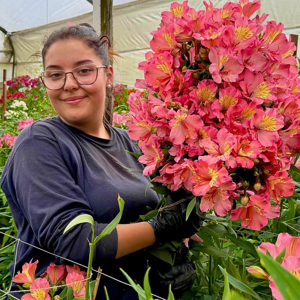 Alstroemeria in the farm The Many Positive Aspects of Plants and Flowers Mean We Should Pay More Attention to Them.