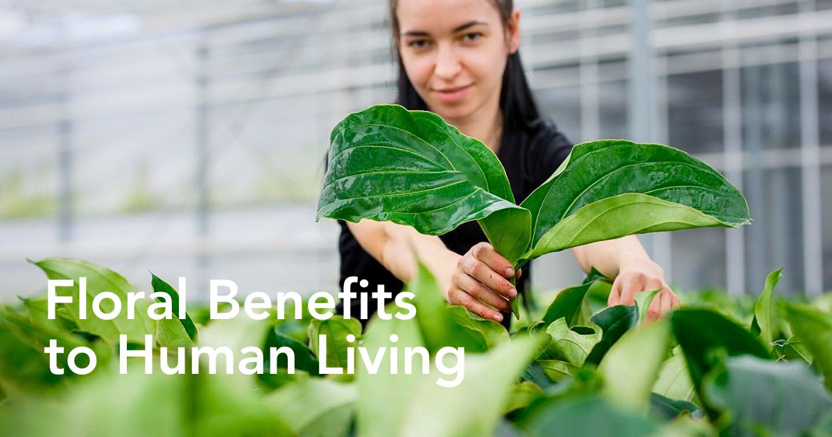 The Many Positive Benefits of Plants and Flowers to Humans Mean We Should Pay More Attention to Them