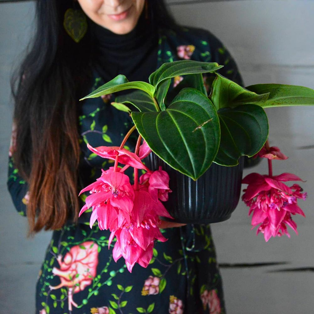 Medinilla magnifica The Many Positive Benefits of Plants and Flowers to Humans Mean We Should Pay More Attention to Them
