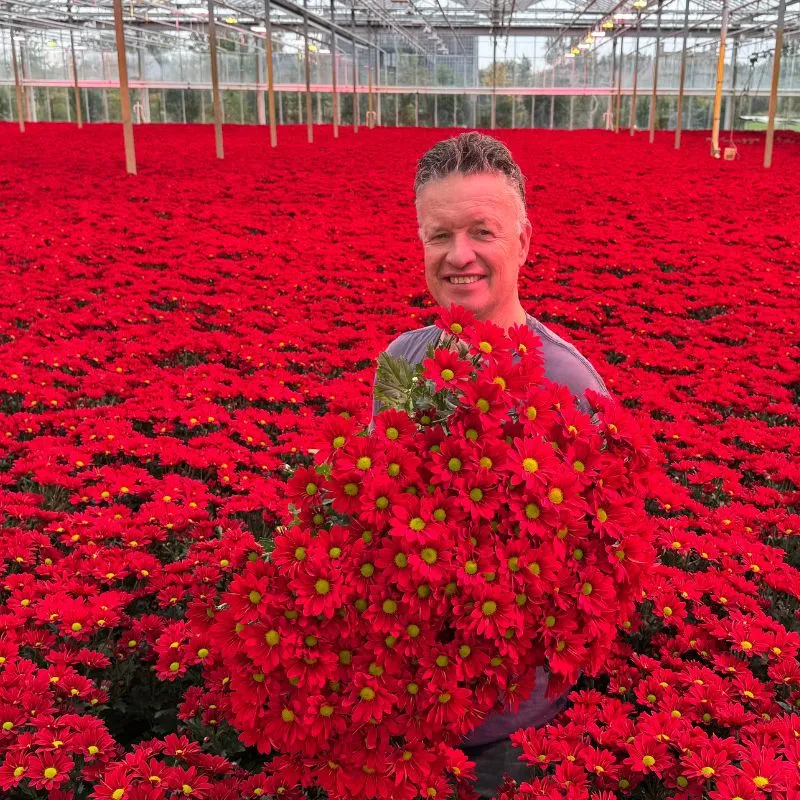Gert Jan Klop De Molenkamp with Chrysanthemum Bontempi