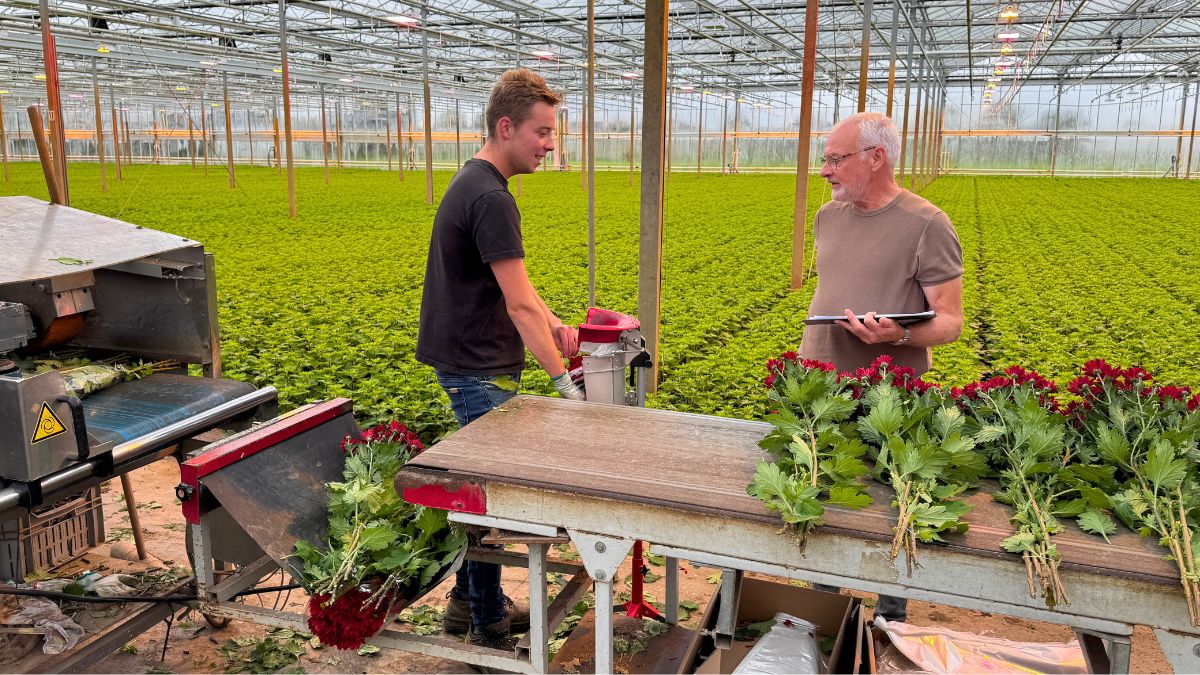 De Molenkamp with Chrysanthemum Bontempi in greenhouse De Molenkamp with Chrysanthemum Bontempi in greenhouse