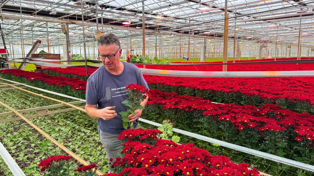De Molenkamp with Chrysanthemum Bontempi in the greenhouse De Molenkamp with Chrysanthemum Bontempi in the greenhouse