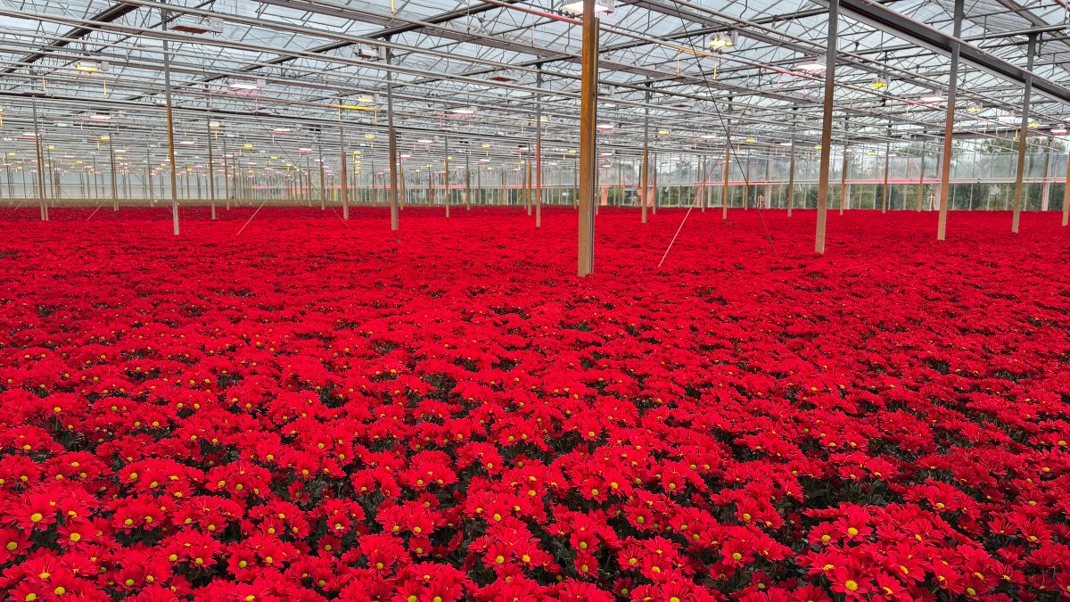Chrysanthemum Bontempi in the greenhouse from De Molenkamp Chrysanthemum Bontempi in the greenhouse from De Molenkamp